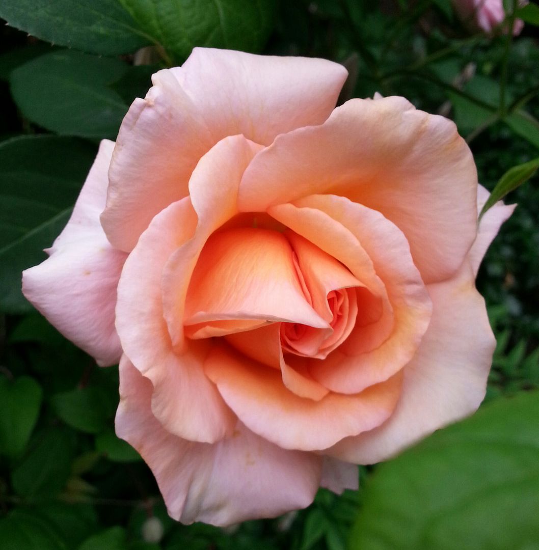  photo 20140702_072257-1_zpstwkjlcwy.jpg